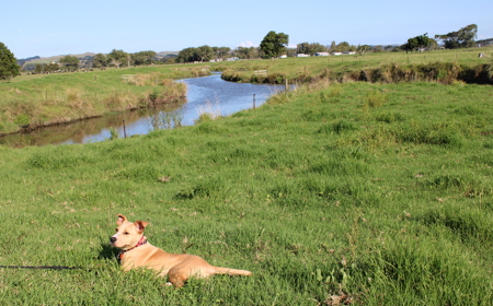 Maple (ON HOLD) tile image