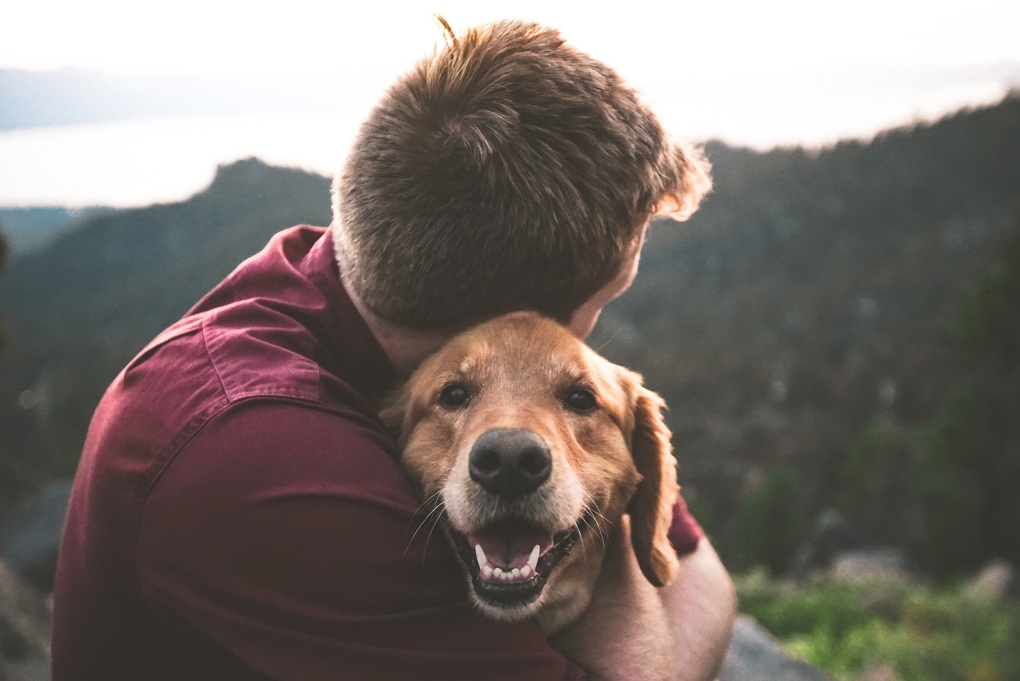 Register your dog now and make the most of early payment discount