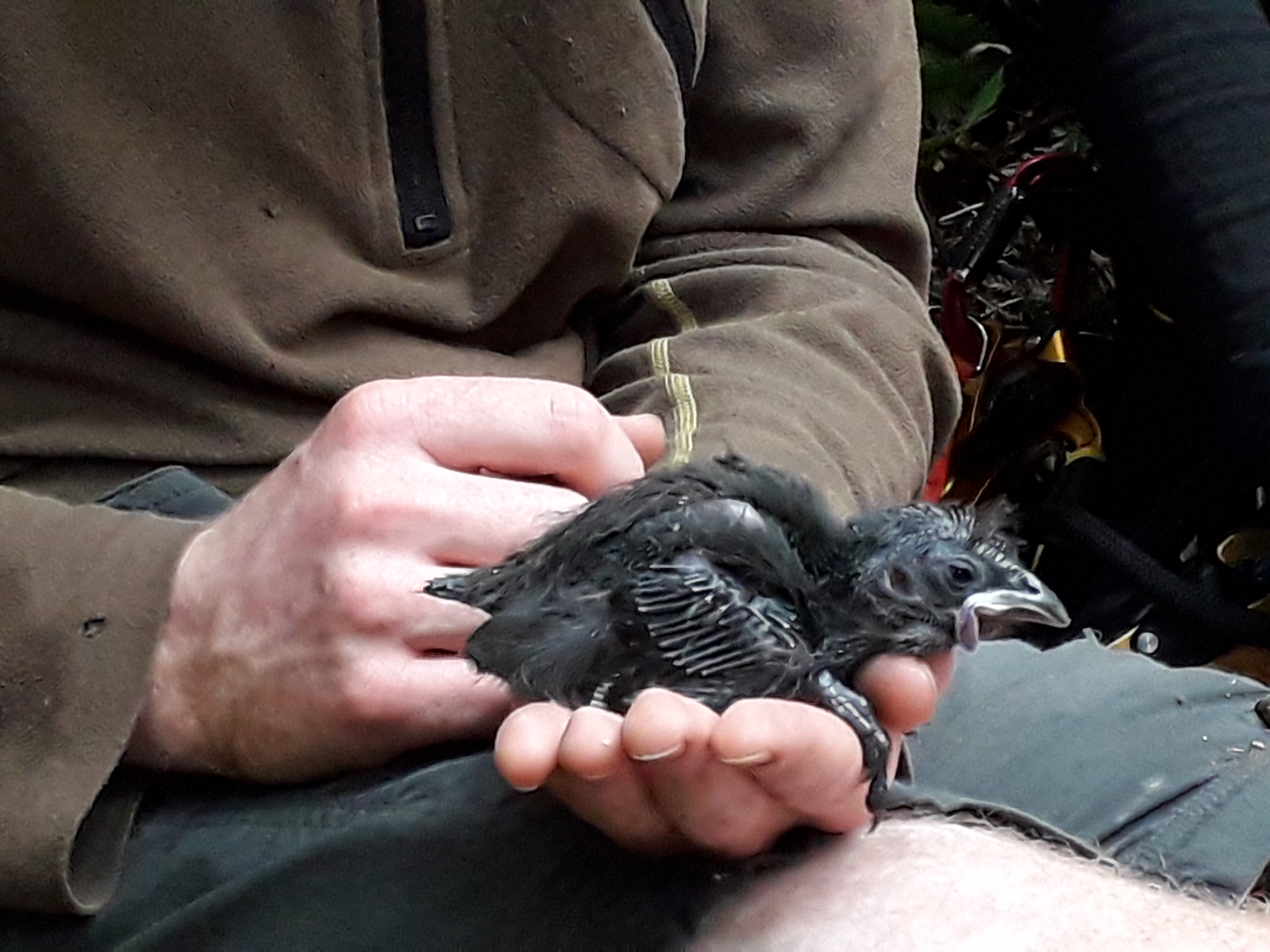 Not the prettiest but one of the new seasons chicks. Photo credit: Declan Morrison