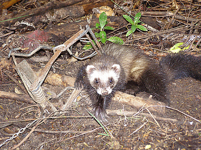 Pest management strategy being reviewed