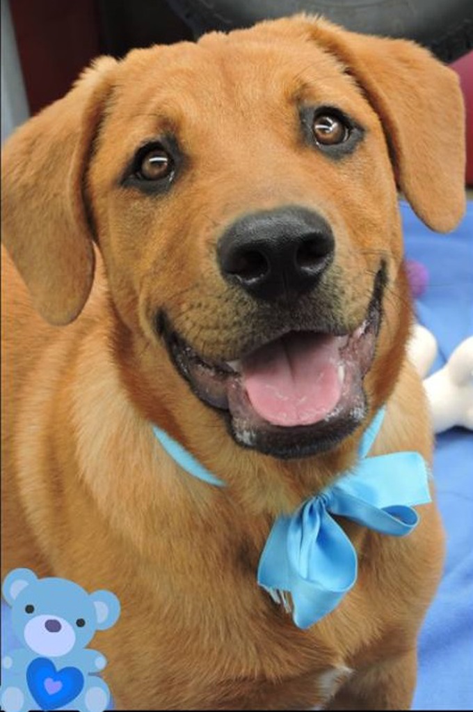 De-sexing your dog is safe and recommended