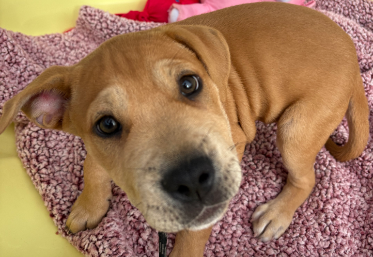 Dog Tile Image Holly 1 770X530