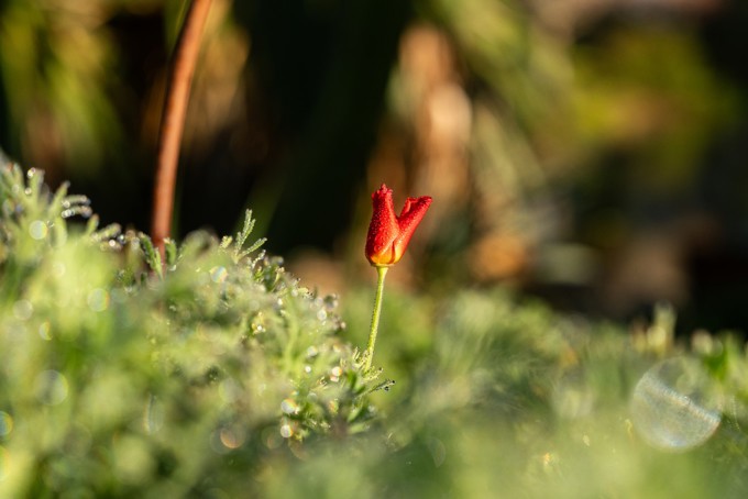 Botanic Gardens Image 7