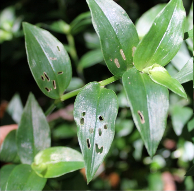 Biocontrol Beetles On A Mission 2