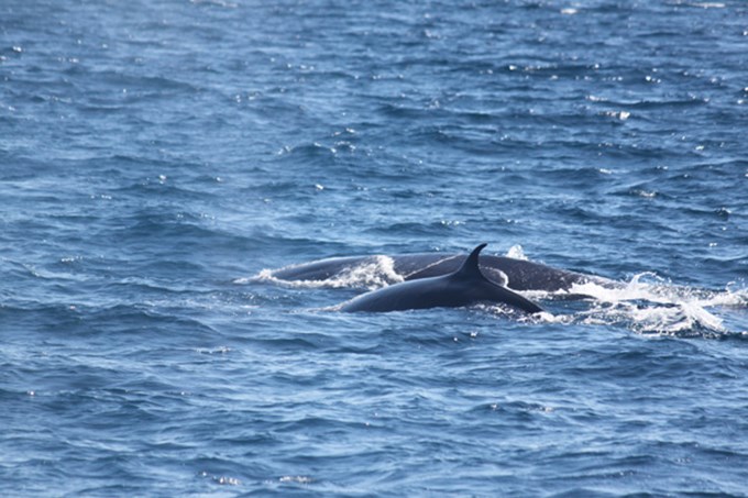 Improving safety for Bryde's whales