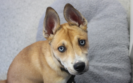 Te Waihou (ON HOLD) tile image