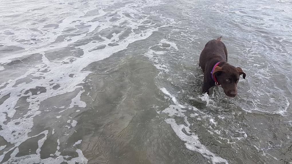Meg dog 6