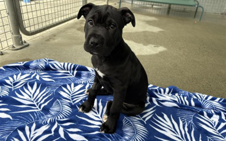 Rheagal (ON HOLD) tile image