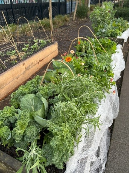 Cockle Bay School: flourishing edible garden.