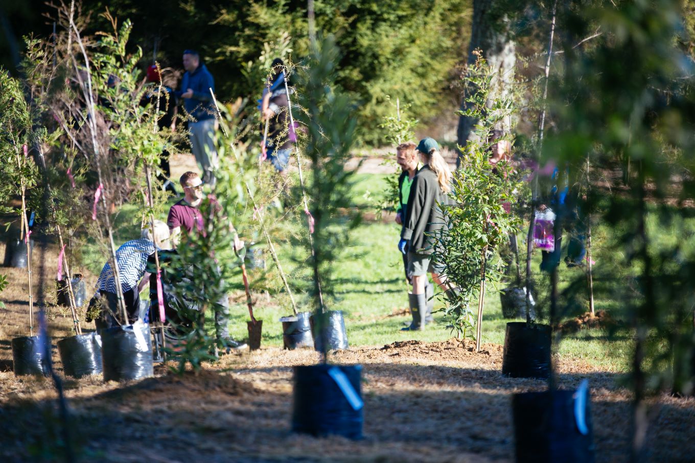 Tree planting. Photo: Auckland Council
