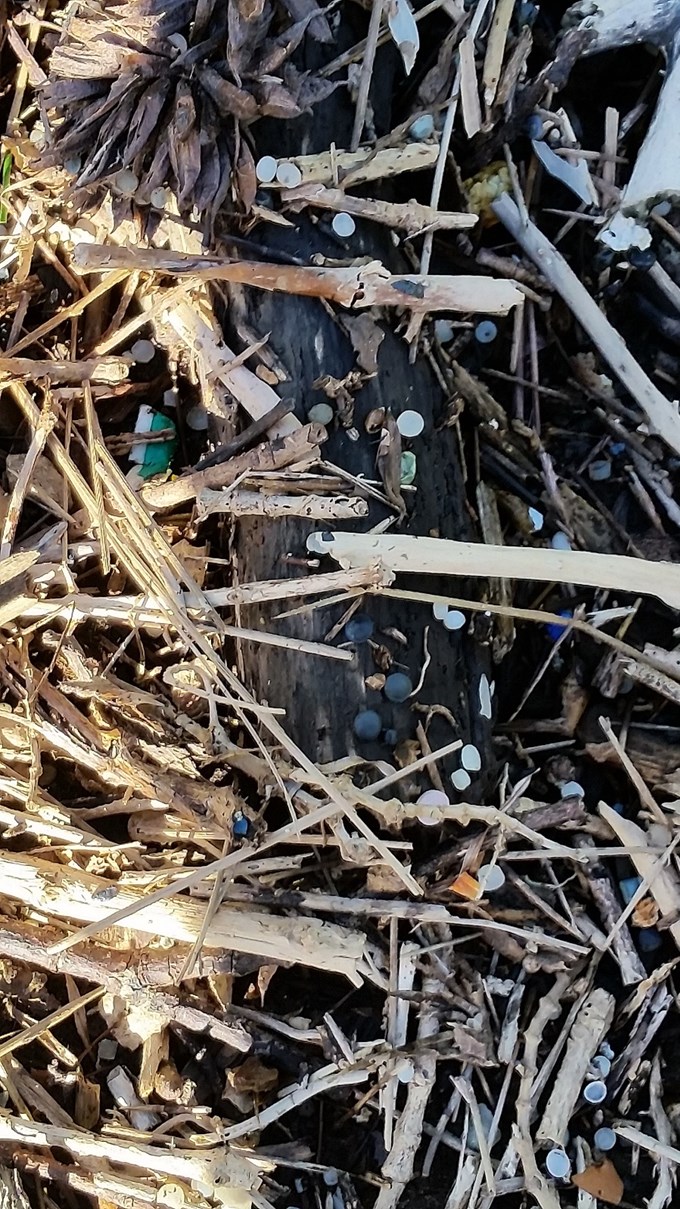 Fighting back against the microplastics damaging our environment (1)