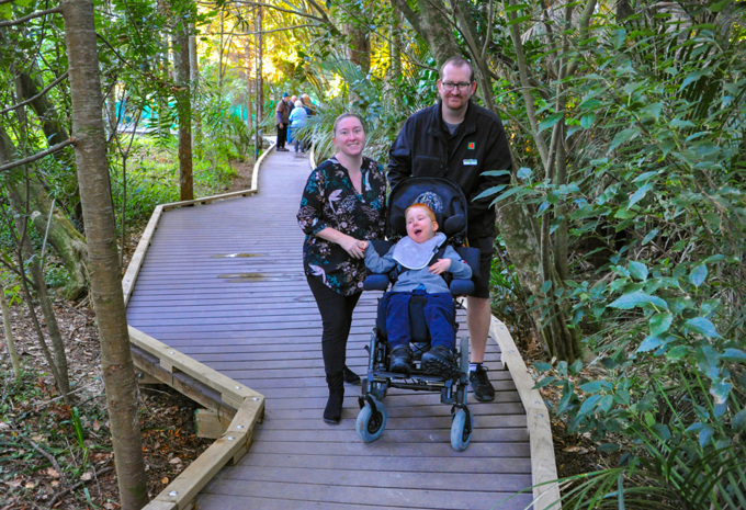 Next steps for kauri tracks in Rodney