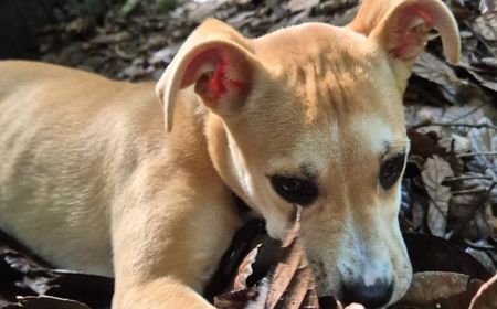 Thai (ON HOLD) tile image