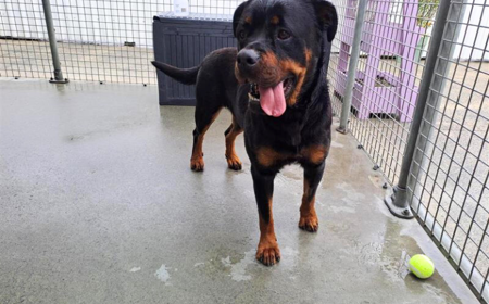 Cersi (ADOPTED) tile image