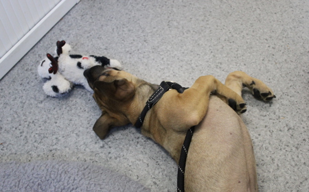 Dassie (ADOPTED) tile image