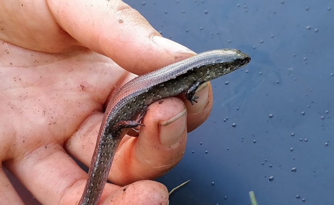 New stormwater works project underway on Waiheke
