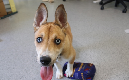 Te Waihou (ON HOLD) tile image