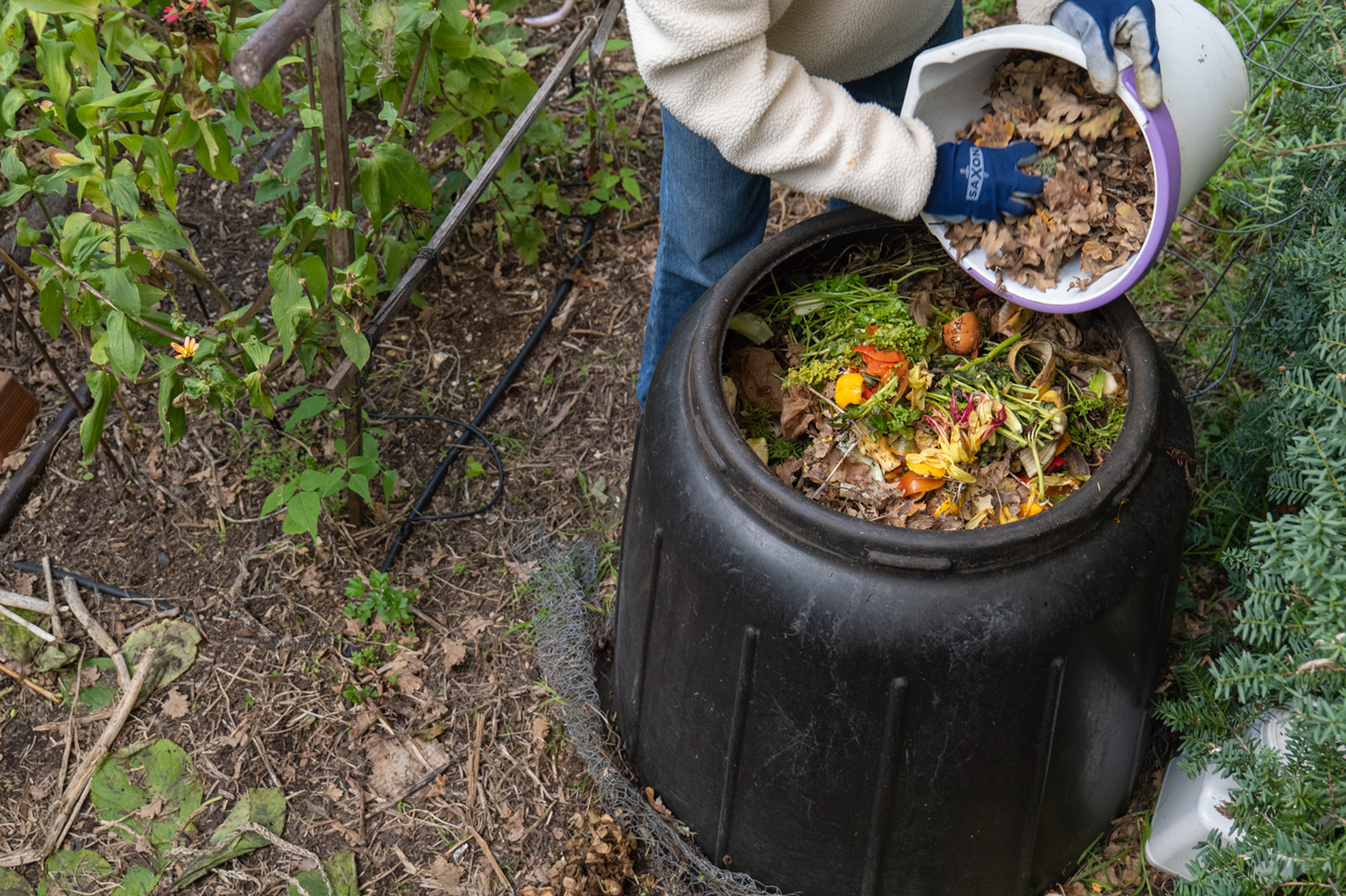 A person putting food scraps into a large compost bin. 