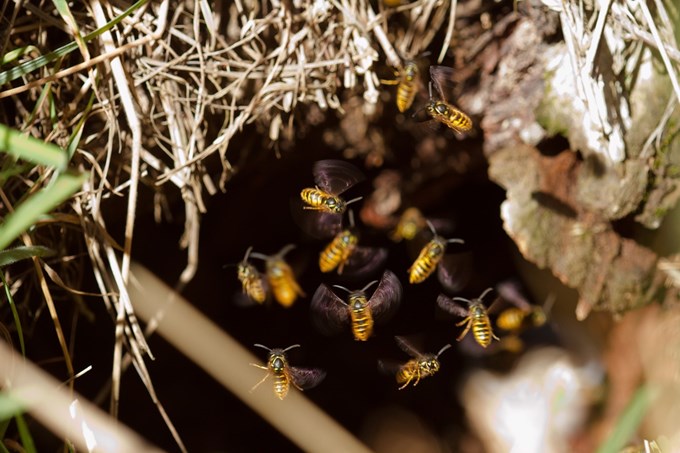 Pest control set for Waitakere Wasps 04 - resized