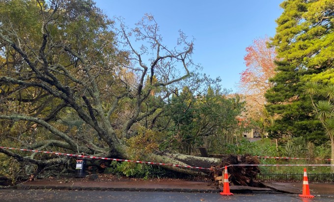 Pukekawa Auckland Domain tree damage 1