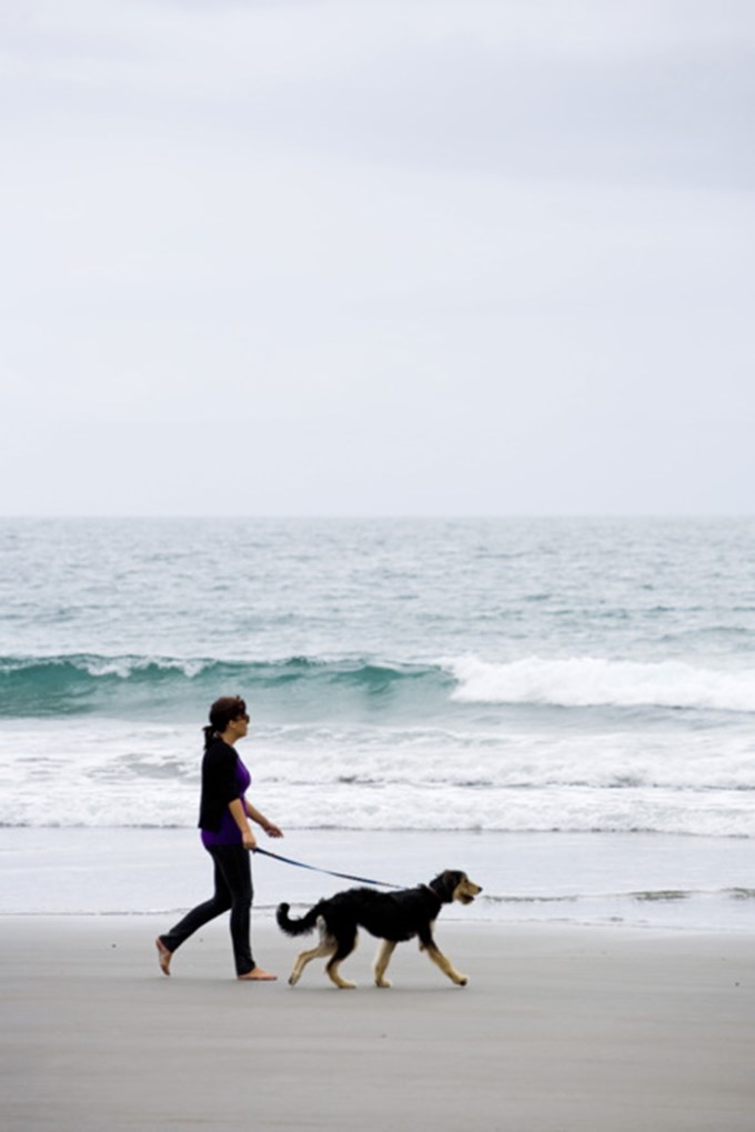 New dog rules for Point Chevalier Beach