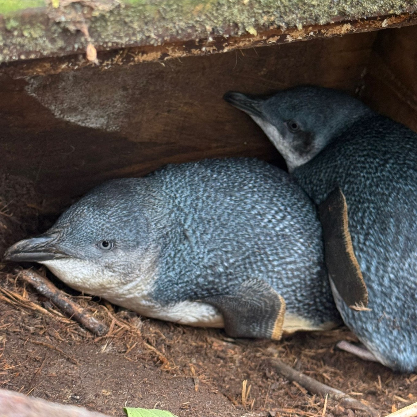A blue finned penguin. 