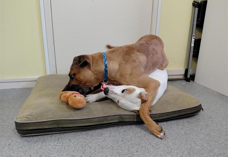 5455Fac1 27Db 4F45 8D73 0C1002a8e9d8