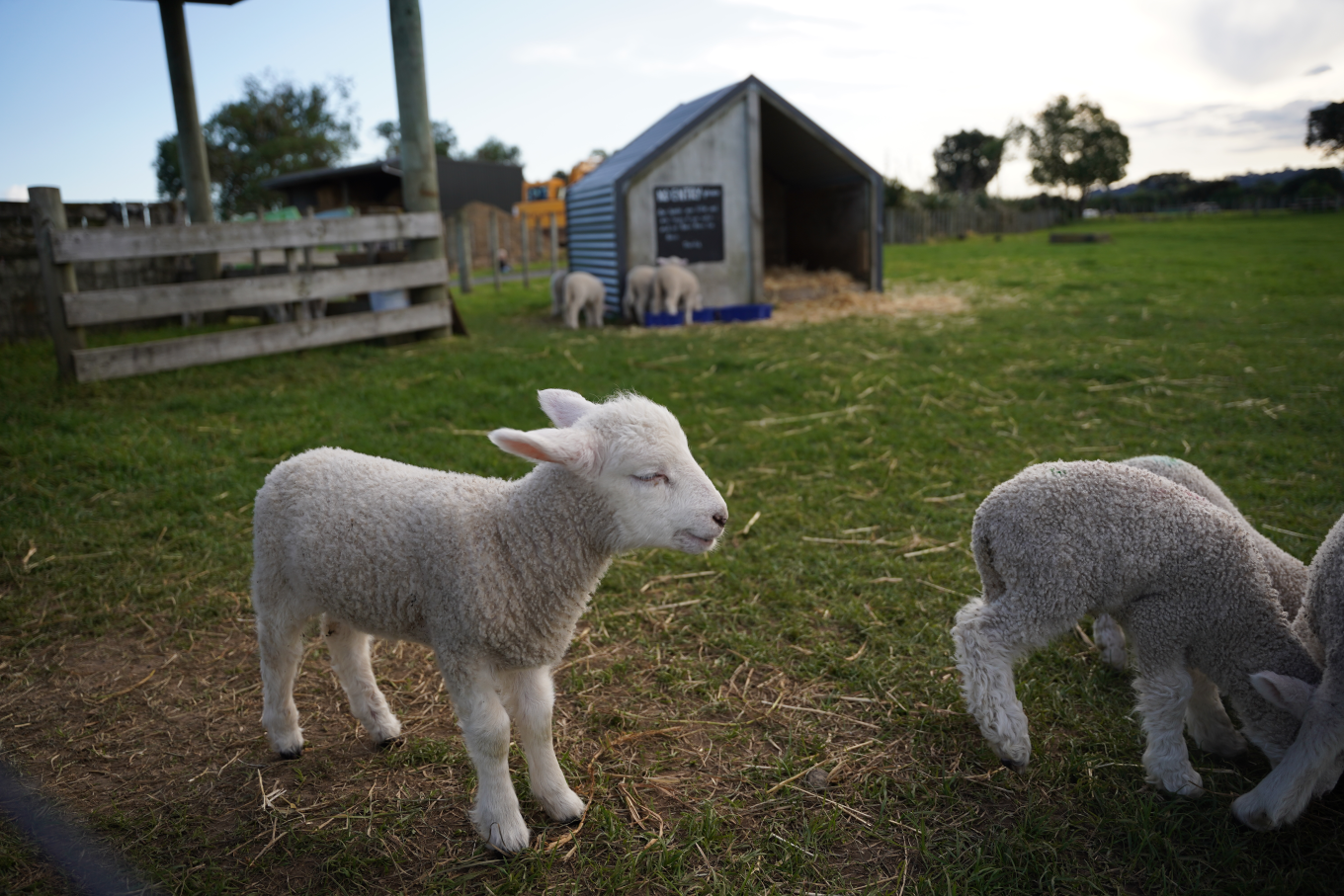 A lamb in a farm setting.