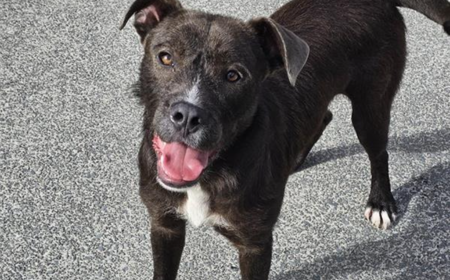 Tau Hou- ON HOLD tile image