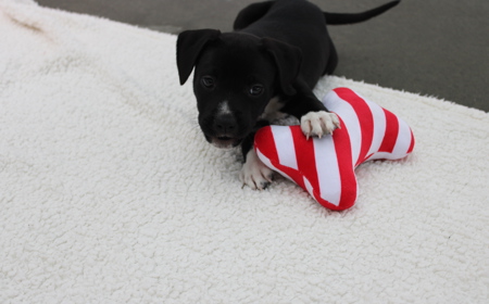 Badger (ON HOLD) tile image