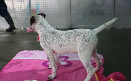 Frenchie tile image