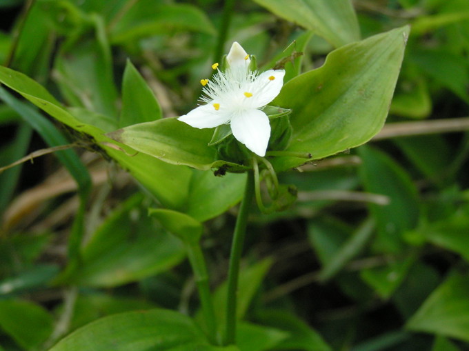 Help tackle tradescantia