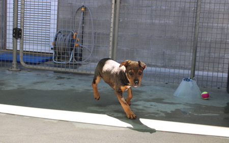 Sir Tristram (ON HOLD) tile image