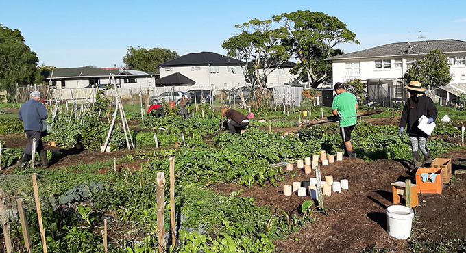 Community gardens provide skills, food and savings in south Auckland -  OurAuckland
