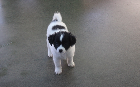 Pikachu (ON HOLD) tile image