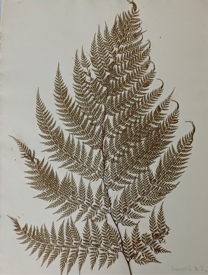 Lush Ferns2_vq1o25ih.JPG