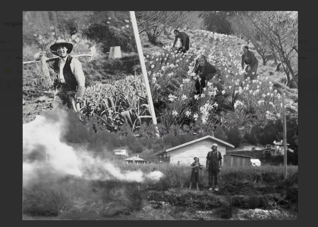 Reponse 62 Growing Out West How Migrants Fed Auckland