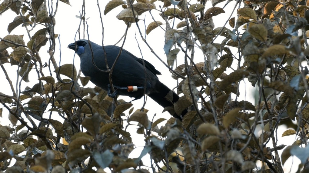A bird in a tree