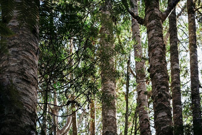 Kauri protection a priority for Orākei Local Board