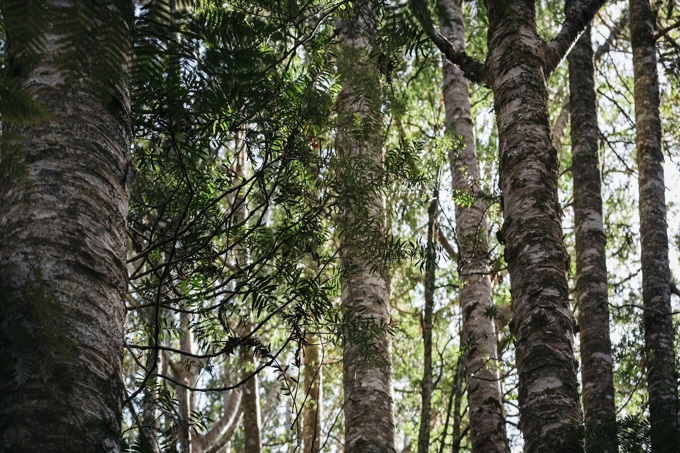 Kauri protection a priority for Orākei Local Board