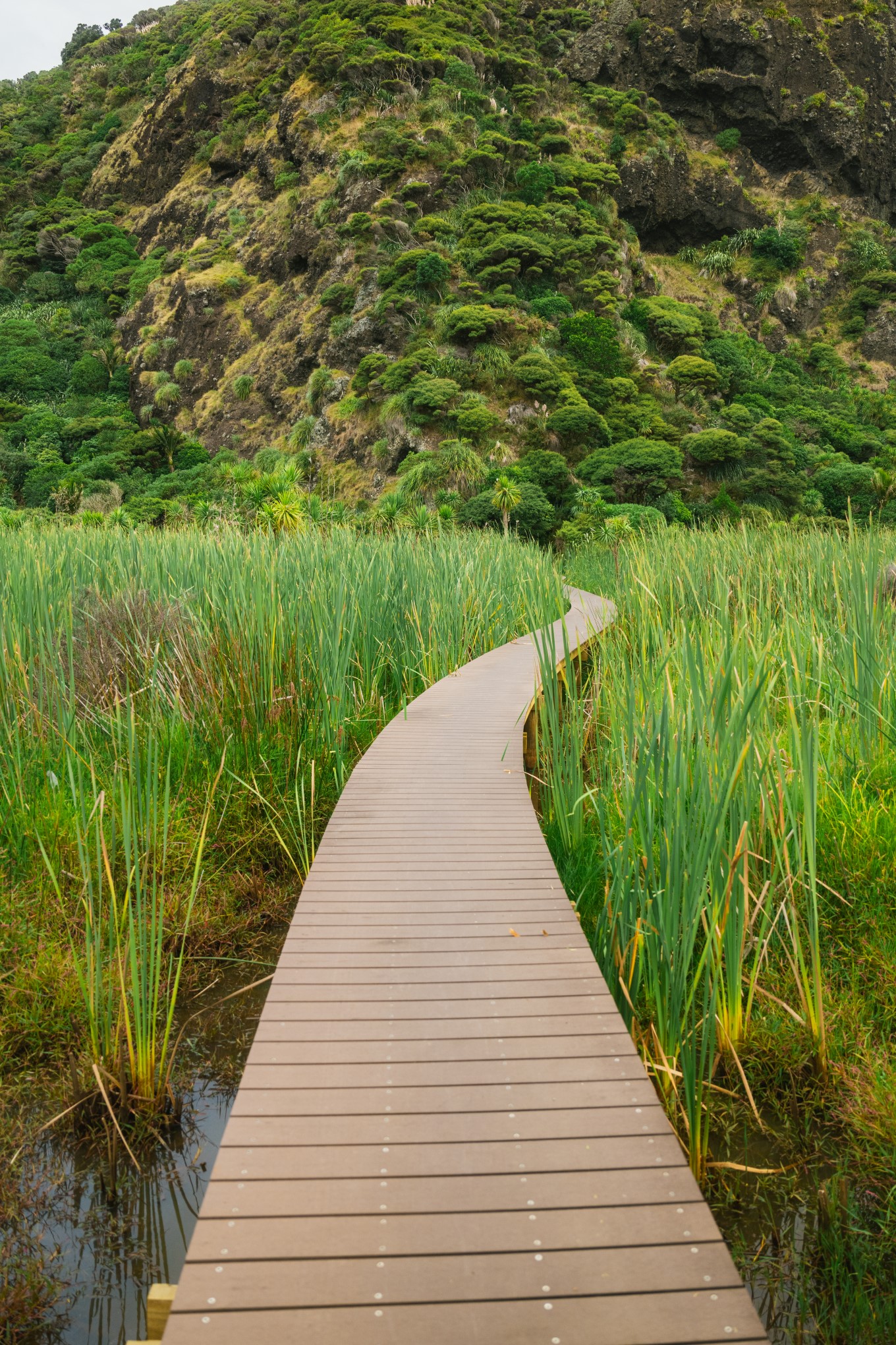 A new boardwalk in Pararaha Wetland allows people to traverse the wetland, including this raupō swamp, without going off the tracks.
