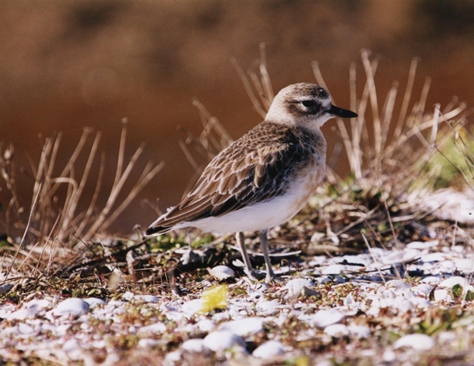 Northern NZ dotterel.jpg