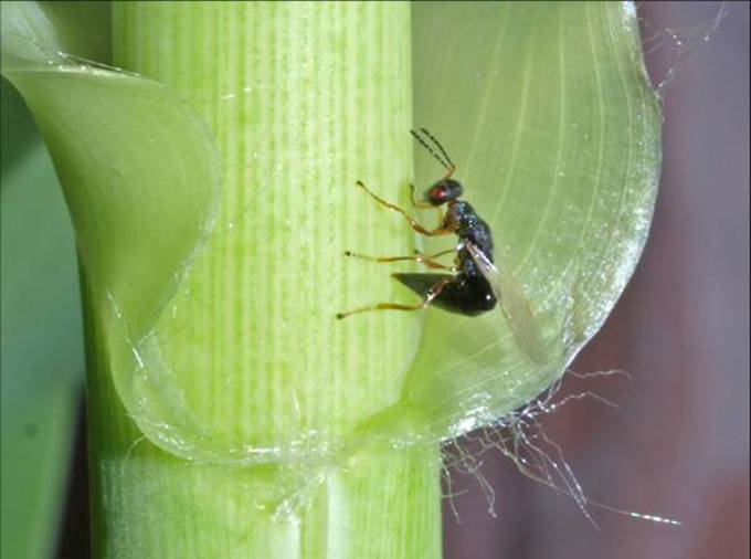 Wasp_Arundo wasp ovipositing.jpg
