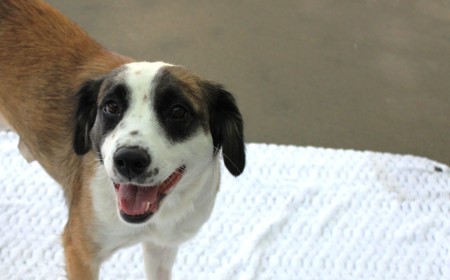 Perendale tile image