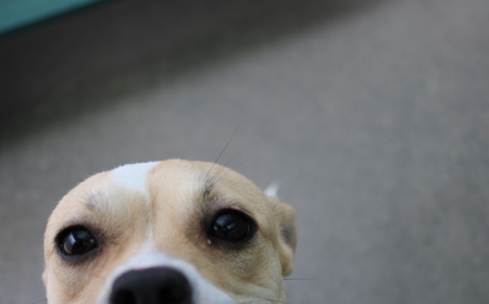 Takapō (ON HOLD) tile image