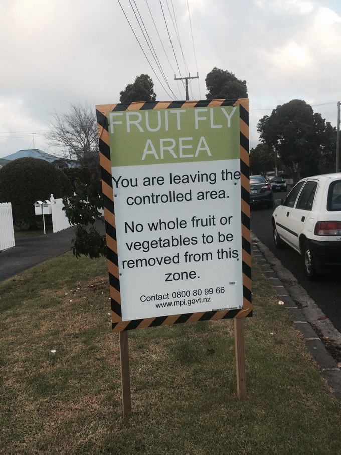 Auckland free of Queensland fruit fly_2