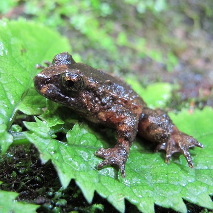 Get to know your local wildlife for World Wildlife Day - Frog