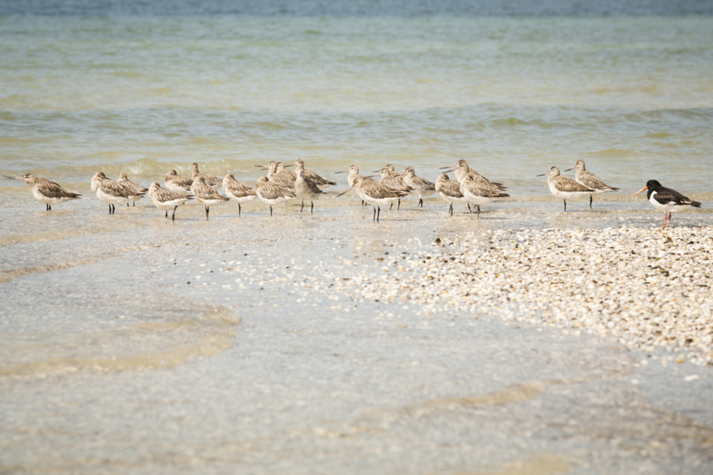 Godwits