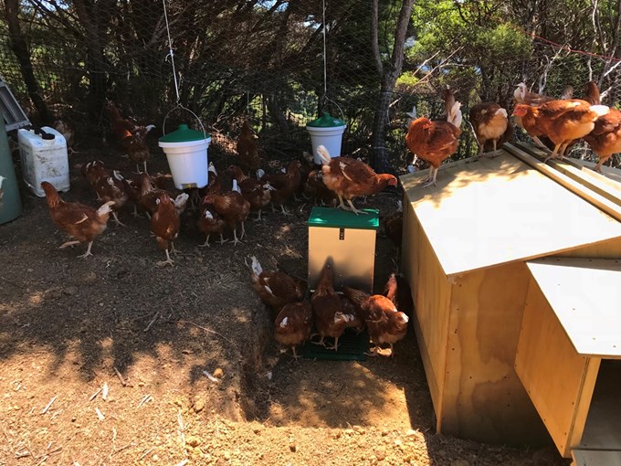 Gt Barrier chickens 1