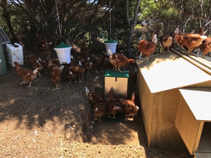 Gt Barrier chickens 1